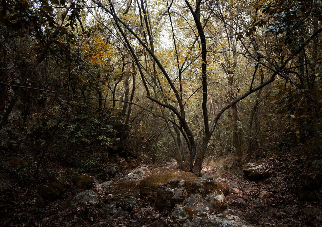 075A6529-Edit-לאתר